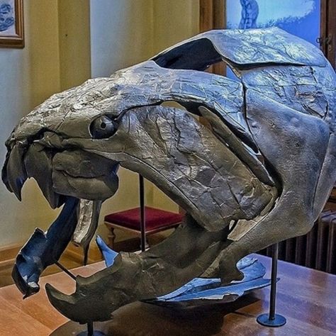 Dunkleosteus fossil, king of the sea, some 360 - 380 million years ago * Follow us @Dinosaur___club for more💝 * 📷 Via Devonian Period Animals, Placoderm Fish, Devonian Period, Ground Sloth, Prehistoric World, Dinosaur Skeleton, Ancient Animals, Apex Predator, Paleo Art