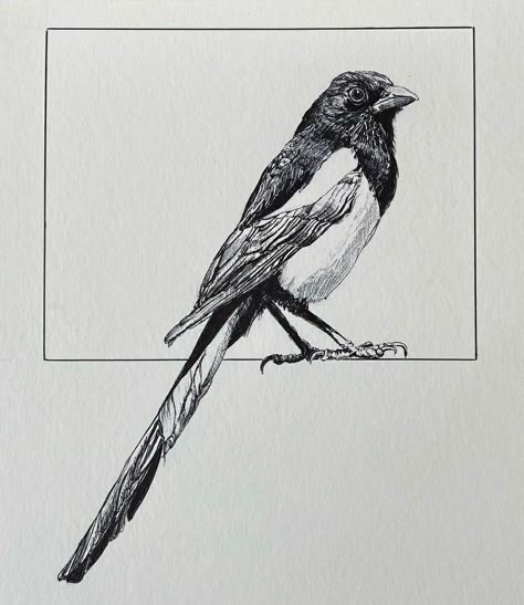 Ink Bird Drawing, Bird Ink Drawing, Magpie Sketch, Bird Pen Drawing, Pencil Drawing Animals, Bird Art Drawing, Birds Sketches, Exeter University, Drawings Of Birds