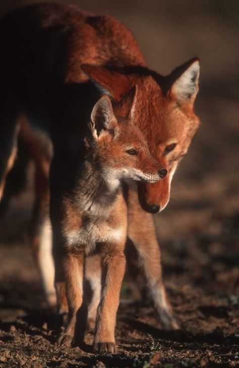 Ethiopian Wolf, Wild Dogs, Baby Fox, African Animals, Mother And Baby, Animals Images, Animals Friends, Beautiful Creatures