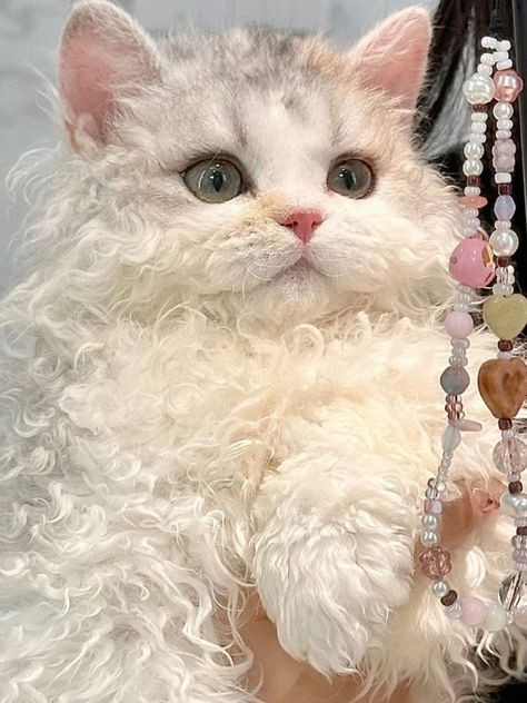 Curly Hair Kitten, Curly Cat Aesthetic, Curly Hair Cats Kitty, Cat With Curly Hair, Cat Eyes Aesthetic, Curly Cats, Poodle Cat, Curly Haired Cat, White Curly Hair