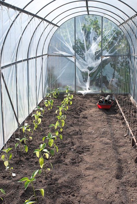 5 tips for growing in a tunnel house #thisNZlife #garden #gardening #growing #hothouse #tunnelhouse #gardener #plants #planting Tunnel House Gardening, Planting Green Beans, Vege Garden Ideas, Garden Tunnel, Tunnel House, Planting Layout, Indoor Landscaping, High Tunnel, Tunnel Design