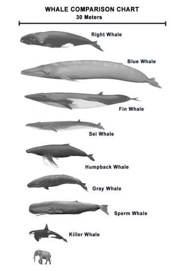 Different types of whales Types Of Dolphins, Different Types Of Sharks, Types Of Whales, Sea Mammal, Image Swag, Whale Art, Humpback Whale, Marine Mammals, Killer Whales