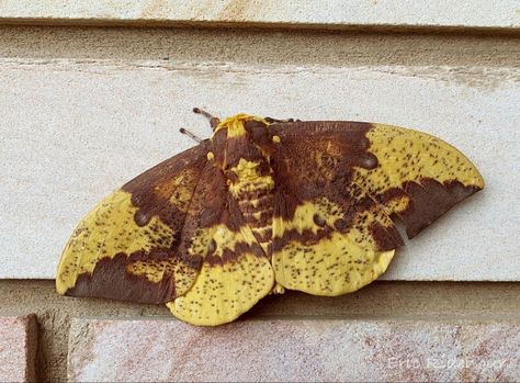 Imperial Moth, The imperial moth, Eacles imperialis imperialis (Drury, 1773), is one of our largest and most beautiful moths. It is also the most variable in appearance and the most widely distributed of our large eastern U.S. saturniid moths. Imperial Moth, Beautiful Moths, Art Class, Sharks, Solar System, Art Classes, Moth, Bugs, Tattoo Ideas