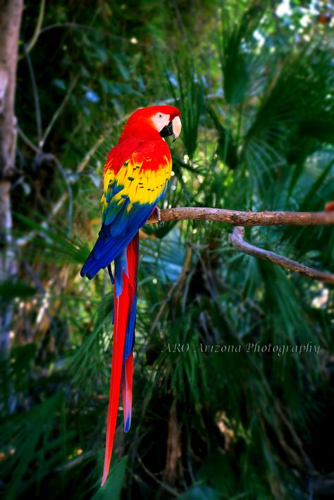 Scarlett Macaw, Bird, Color, Animal, photography, parrot Scarlett Macaw, Harlequin Macaw, Macaw Bird, Parrot Bird, Future Life, Animal Photography, Parrot, Street Art, Arizona