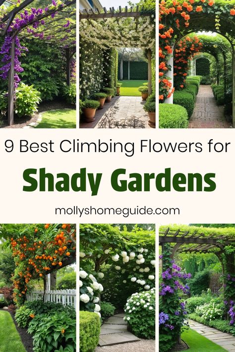 Discover a variety of beautiful climbing plants that thrive in shady spots. From stunning flowering vines to shade-loving climbers, find the best options for adding vertical interest to your garden. Whether you're looking for the best climbing flowers for shade or trellis plants to decorate your pergolas, there are plenty of options to choose from. Create a lush and welcoming outdoor space with these top picks of climbing plants for shade. Garden Trellis Plants, Trellis Ideas For Shade, Garden Vines Trellis, Creeping Flowers Wall, Climbing Flowers For Shade, Pergola Plants Vines, Best Climbing Flowers For Trellis, Trumpet Vine Trellis, Climbing Shade Plants