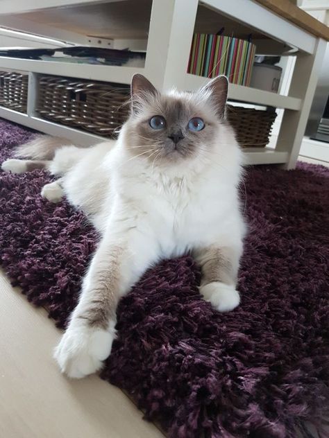 Cat Birman Kitten, Blue Ragdoll Cat, Birman Kittens For Sale, Blue Point Cat, Blue Point Ragdoll, Birman Kittens, Himalayan Cats, Food Cat, Birman Cat