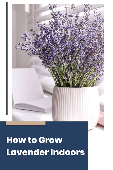 You’ve always loved the soothing scent of lavender and decided to bring that calming aroma into your home by growing it indoors. But as the weeks go by, you notice your lavender struggling to thrive. This guide will give you step-by-step instructions and tips tailored to your indoor space, ensuring you enjoy the beauty and aroma of lavender year-round. Grow Lavender Indoors, Lavender Plant Indoors, Growing Lavender Indoors, Lavender Indoors, Lavender Care, Grow Lavender, Growing Lavender, Mediterranean Plants, Insecticidal Soap