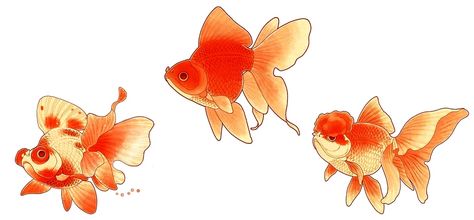 Japanese Goldfish Tattoo, Gold Fish Drawing, Goldfish Illustration, Goldfish Swimming Drawing, Fancy Goldfish Drawing, Goldfish Art Illustrations, Embroidery Fish, Goldfish Tattoo, Goldfish Art