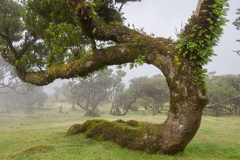 Weird Trees, Tree Aesthetic, Laurel Tree, Amazing Trees, Silk Tree, Giant Tree, Misty Forest, Old Trees, Ancient Tree