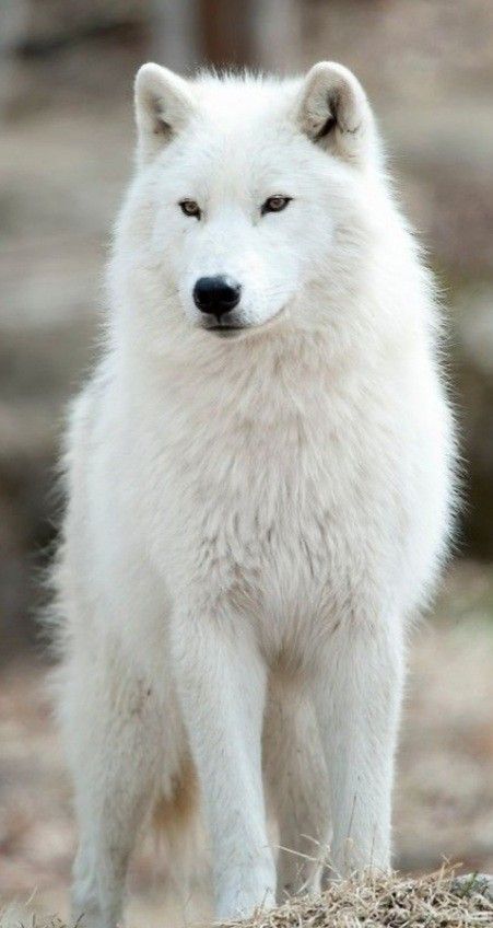 Albino Wolf, White Wolves, White Animals, Arctic Wolf, Dog Jokes, Really Cute Puppies, Wild Animals Pictures, Wolf Photos, Wolf Spirit Animal