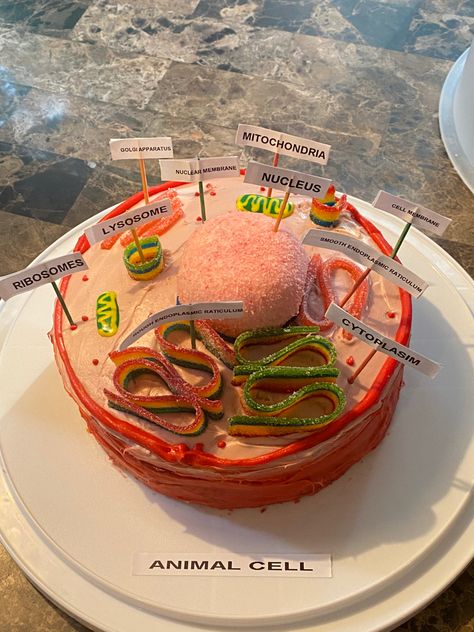 Animal Cell Cake, Cell Cake, Edible Cell, Cell Model Project, Animal Cell Project, Nuclear Membrane, Cells Project, Cell Organelles, Eukaryotic Cell