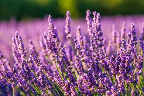 Lavander Wallpaper Laptop, Lavender Landscape Aesthetic, Lavander Field Wallpaper, Lavender Landscape, Sunset Lavender Field, Provence Lavender, Twilight Lavender Field, Lavender Fragrance, Lavender Aesthetic