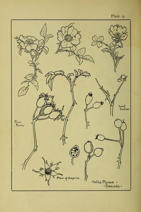 A handbook of plant-form for students of design; one hundred plates, comprising nearly 800 illustrations, drawn and described, and with an introductory chapter on design and a glossary of botanical terms : Clark, Ernest Ellis, 1869- : Free Download, Borrow, and Streaming : Internet Archive Urbana Champaign, Clark Art, On Design, Vintage Books, Vintage Patterns, Internet Archive, The Borrowers, Vintage World Maps, Pattern Design