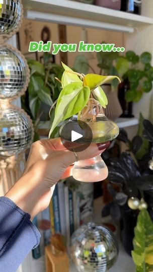 5K views · 3.2K reactions | Do you agree with this statement? 😂🤪 Comment MUSH for the 🔗 to these mushroom propagation vessels 🍄 While I know it’s not true, it definitely feels like a cuter prop station makes the cuttings look and do better! Also merry Christmas!! I hope you have an amazing day ☺️🎄 let me know how your day is going/how it went! . . . . indoor jungle houseplants easy plants plant tips plant hacks plant care plant help plant styling propagation plant room #propagationvessel #propagation ation | Reena Zaveri | ianasher · Original audio Mushroom Propagation, Propagation Vessels, Plant Styling, Easy Care Houseplants, Plant Tips, Plant Room, Plant Help, Plant Hacks, Have An Amazing Day