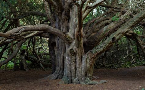 Ancient Yew Tree, Colchester Castle, Yew Tree, Dragon Tree, Richmond Park, Old Tree, Chichester, Tree Care, The Grove