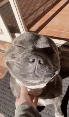 Aww, #look at this little #beauty! Eyes Gif, Cute Pitbulls, Staffy Dog, My Memory, Cute Animals Puppies, Very Cute Dogs, Really Cute Dogs, Super Cute Animals, Cute Animals Images