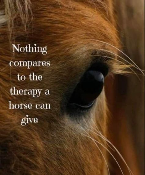 Horse Inspirational Quotes | Horse riding quotes, Horses, Horse quotes Horse Quote, Horse Sayings, Inspirational Horse Quotes, Horse Riding Quotes, Horse Memes, Equestrian Quotes, Cowgirl Quotes, Riding Quotes, Equine Therapy