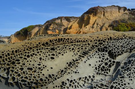 Tafoni at Pebble Beach | Dawn Endico | Flickr Biological Weathering, Chemical Weathering, Real Nature, Cool Rocks, Backyard Inspo, Pebble Beach, Natural Phenomena, Amazing Nature, Natural World