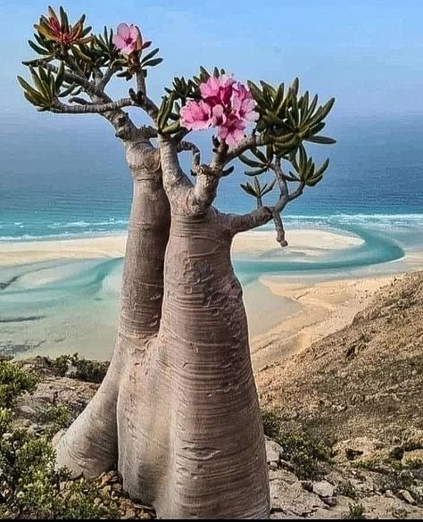 Desert Rose Aesthetic, Dessert Plants, Socotra Island, Desert Trees, Rose Island, Weird Trees, Desert Rose Plant, Adenium Obesum, Socotra