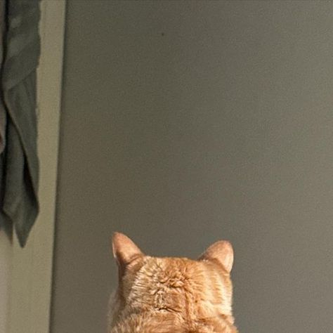 The Aftermath, Ginger Cats, He Wants, This Morning, Ginger, On Instagram, Instagram