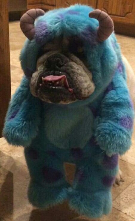 Bulldog Halloween Costumes, Sully Costume, Cute Bulldog Puppies, Cute Dogs Images, Very Cute Puppies, Bulldog Funny, Cute Bulldogs, Cute Dog Photos, Cute Animals Puppies