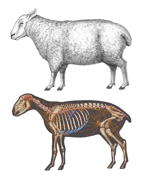 Sheep Anatomy Drawing, Lamb Anatomy, Sheep Anatomy, Sheep Skeleton, Sheep Reference, Lamb Drawing, Science Artwork, Biology Anatomy, Sheep Drawing