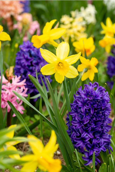 How To Grow Hyacinth Bulbs For Colorful, Spiky Fragrant Spring Blooms Flowers Hyacinth, Hyacinth Bulbs, Hyacinth Plant, Tulips And Daffodils, Spring Blooming Flowers, Spring Favorites, Million Flowers, Hyacinth Flowers, Fall Gardening