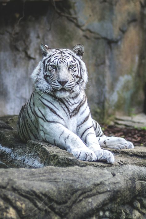 Fantasy, Art, Animals, Nature, Quotes & Fashion — lsleofskye: White tiger Tiger Photography, Tiger Pictures, Big Cats Art, Wildlife Paintings, Rare Animals, Majestic Animals, White Tiger, Cute Wild Animals, Bengal Cat