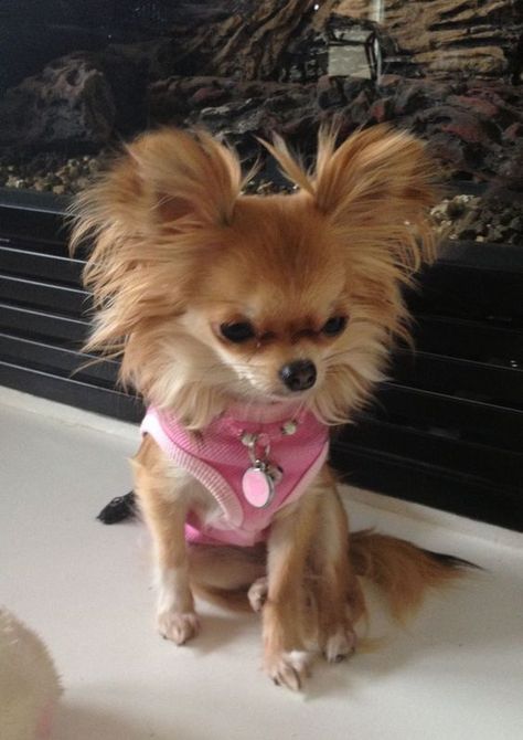 15 Photos Confirming That Chihuahuas Love Pink | PetPress Chihuahua Training, Baby Chihuahua, Chihuahua Puppy, Cutest Dog Ever, Long Haired Chihuahua, Chihuahua Lover, Cute Chihuahua, Chihuahua Love, Tiny Dogs