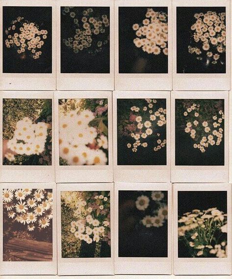 Terrence Loves You, Fotografi Vintage, Pics Art, New Wall, Pretty Flowers, Pretty Pictures, Film Photography, Aesthetic Pictures, Planting Flowers