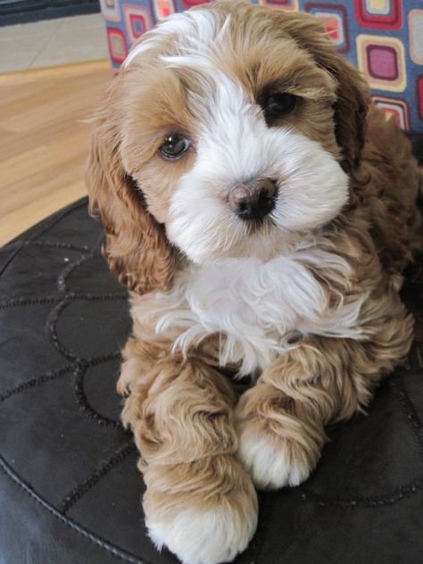 30 Cocker Spaniels Mixed With Poodle – Page 5 – The Paws Cocker Spaniel Mix, Cockapoo Puppies, Image Chat, Cute Doggies, Cute Pups, Yorkshire Terrier Puppies, Cute Little Puppies, Doodle Dog, Adorable Puppies