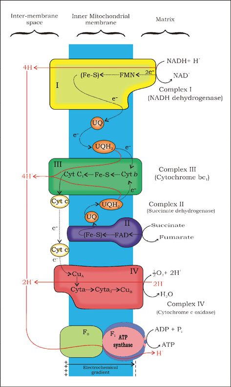 NCERT Section Electron Transport System, Respiration In Plants, Ncert Biology, Anaerobic Respiration, Oxidative Phosphorylation, Organic Chem, Citric Acid Cycle, Acetyl Coa, Electron Transport Chain