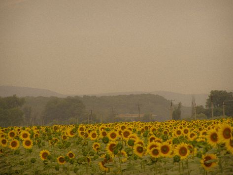 Yellow Field Aesthetic, August Vibes Aesthetic, Summer Field Aesthetic, Sunflower Field Aesthetic, Late Summer Aesthetic, Flower Field Aesthetic, Monthly Aesthetic, Mike Hanlon, May Aesthetic