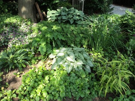 What to plant under maple tree shade? English ivy? Other ideas? Poolhouse Bar, Maple Trees, English Ivy, Backyard Porch, Pool Builders, Patio Landscaping, Energy Efficient Homes, Maple Tree, Basement Design