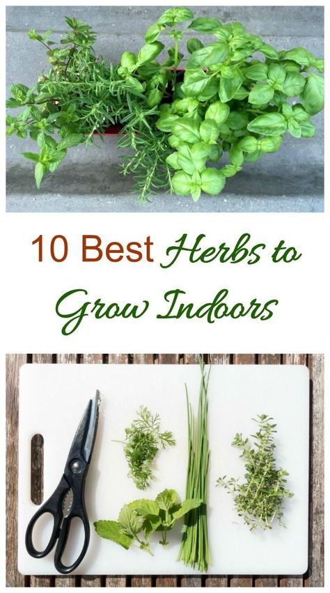 These are the 10 best herbs to grow indoors. Enjoy the flavor of fresh herbs all year long with these plants. #indoorherbs #bestindoorherbs How To Grow Indoor Herbs, Indoor Year Round Herb Garden, Mini Herb Garden Indoor, Herbs You Can Grow Inside, Best Herbs To Grow Indoors, Easy Herbs To Grow Indoors, Fresh Herbs In Kitchen, Diy Herb Garden Indoor, Herbs In Kitchen