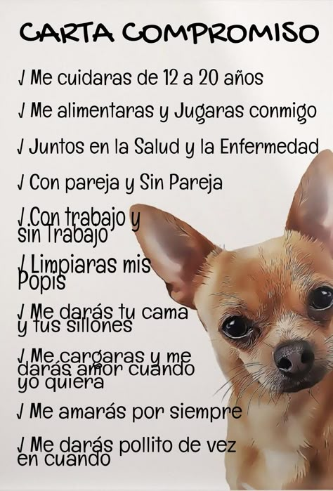 Chihuahua Funny Wallpaper, Chihuahua Memorial, Chihuahua Quotes, Jack Russell Terrier Puppies, Africa People, Dog Poems, Chiwawa Memes Funny, Dog Memes Chihuahua, Husky Dogs