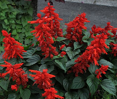 Salvia Plants, Summer Bedding, Bedding Plants, All About Plants, Container Plants, Spring Colors, Spring Time, Plants, Flowers