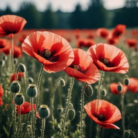 Poppy fields blooming. A poppy is a flowering plant in the subfamily Papaveroideae of the family Papaveraceae. Papaver stock photography Poppy Field Photography, Poppy Field Photoshoot, Poppy Fields, Poppy Field, Color Flower, Fields Photography, Pin Image, Poppy Flower, The Family