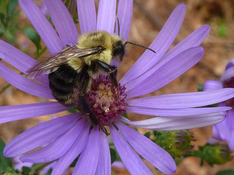 Attracting Bees - Florida Wildflower Foundation Grass Garden, Solitary Bees, Native Plant Gardening, Commercial Landscaping, Natural Pest Control, Invasive Plants, Bee Garden, Attracting Bees, Wildlife Habitat