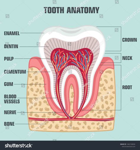 Toothache Remedies, Tooth Anatomy, Dental Pictures, Teeth Anatomy, Dental Images, Remedies For Tooth Ache, Dental Hygiene School, Dentistry Student, Dental Anatomy