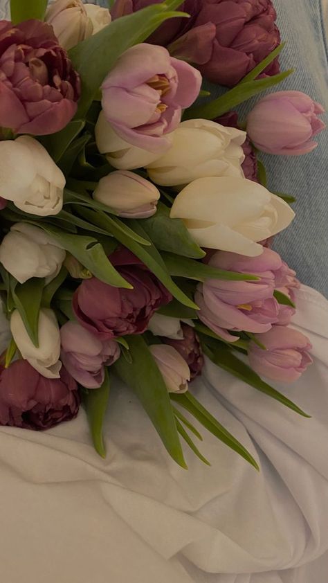 White Tulips, Tulips, Bed, Flowers, Pink, White