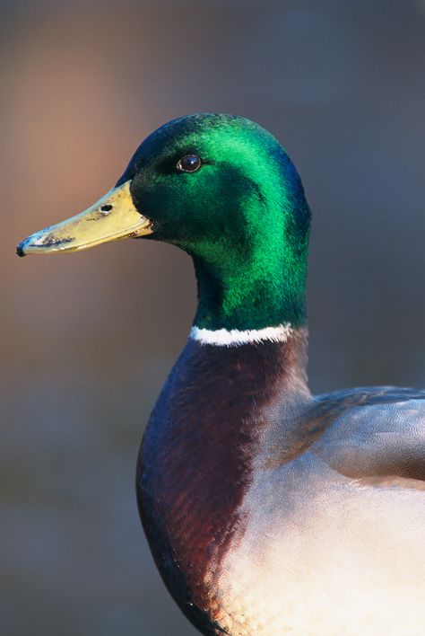 Male Mallard Duck, Mallard Duck Painting, Duck Reference, Male Duck, Duck Photography, Mallard Green, Mallard Ducks, Duck Pictures, Duck Green