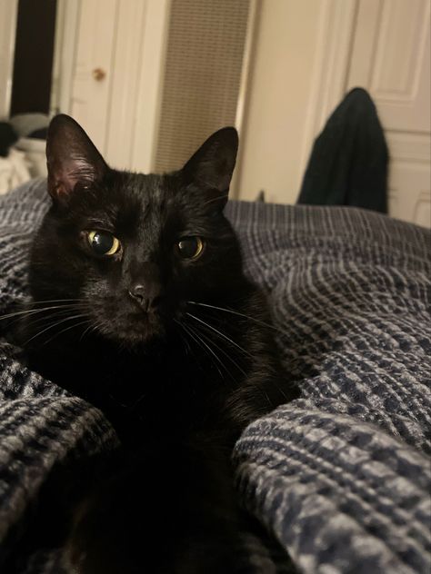 Black Cat Hazel Eyes, Steph Gingrich, Black Cat Yellow Eyes, Black Cat With Yellow Eyes, Black Cat Portrait, Cat Cold, Cat Language, Black Iris, Cat Black