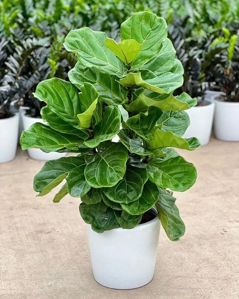 Fiddle Leaf Fig Tree Care Tips For Beginners Fiddle Leaf Tree Care, Fig Plant Indoor, Fig Tree Care, Indoor Fig Trees, Fiddle Leaf Plant, Fig Leaf Tree, Fiddle Leaf Fig Care, Fiddle Fig Tree, Fiddle Tree