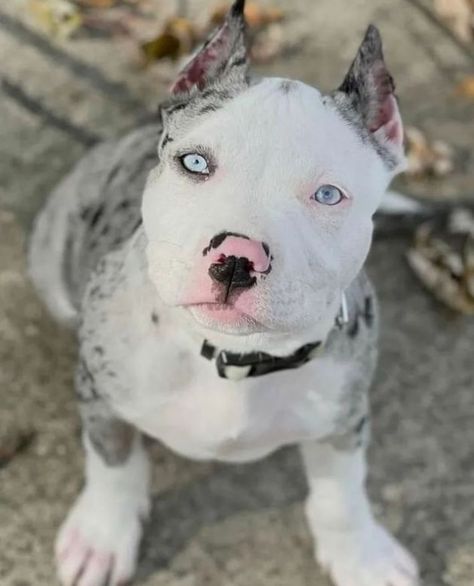 Cute Dogs Pitbull, Baby Pitbulls Puppies, Pretty Pitbulls, Pittbulls Dogs, White Pitbull Puppies, Pitbull Pups, Dog With Blue Eyes, Merle Pitbull, Baby Pitbulls