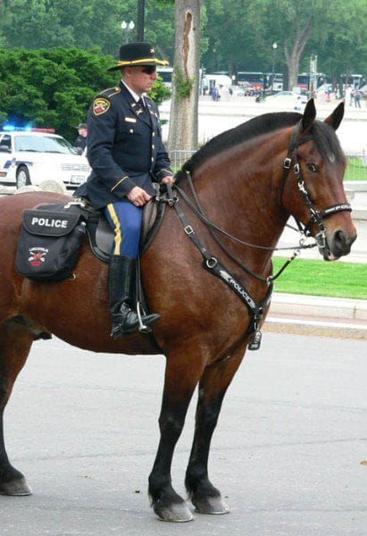 Police Horse Police Horse, Mounted Police, Horse Armor, Big Horses, Horse Boarding, Work Horses, Horses And Dogs, All The Pretty Horses, Horse Crazy