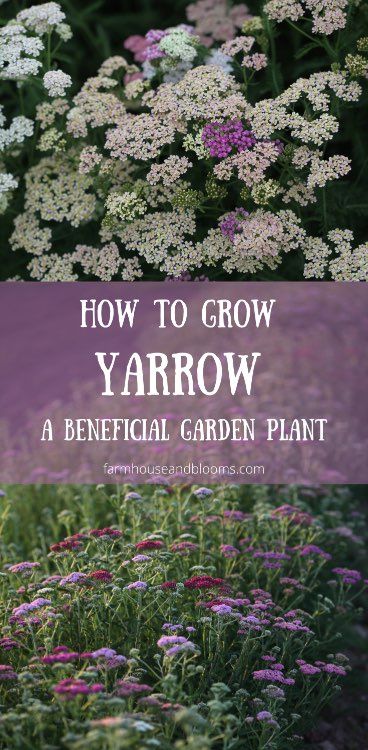 How To Grow Yarrow-A Beneficial Garden Plant - Farmhouse & Blooms Growing Yarrow, Amazing Garden Ideas, Navidad Aesthetic, Yarrow Plant, Yarrow Flower, Perennial Flowers, Witch Garden, Cut Flower Garden, Pollinator Garden