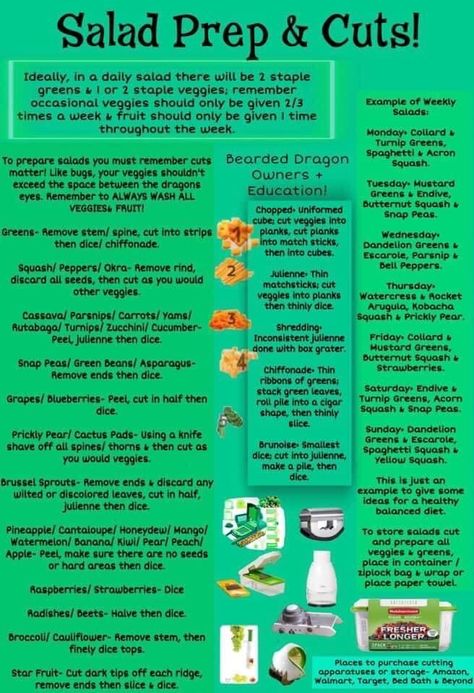 Bearded Dragon Eating Schedule, Bearded Dragon Care Sheet, Bearded Dragon Food List, Fancy Bearded Dragon, Bearded Dragon Tank Setup, Bearded Dragon Terrarium Ideas, Bearded Dragon Vivarium, Lizard Habitat, Bearded Dragon Food