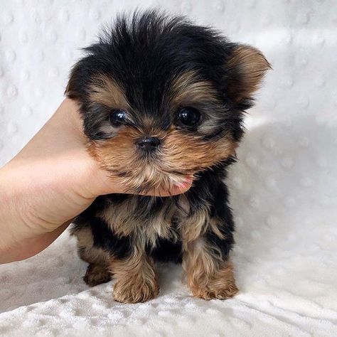 Mini puppies 🐶 . Puppy Husky, Yorkshire Terrier Teacup, Cute Teacup Puppies, Teacup Yorkie Puppy, Mini Puppies, Yorkie Puppy For Sale, Yorkie Terrier, Teacup Yorkie, Dog Exercise