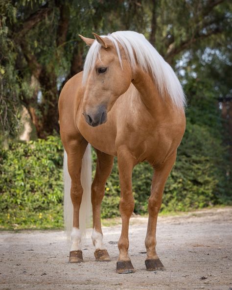 Lusitano Stallion, Male Horse, Homesteading Animals, Spanish Horse, Lusitano Horse, Horse Coat Colors, Buy A Horse, Palomino Horse, Horse Aesthetic